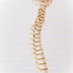 Marija ZAGER - Chiropracteur