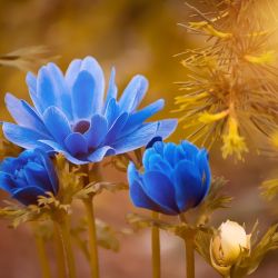 Cabinet libéral ou paramédical - Cabinet de psychothérapie et de sophrologie Eva Barbéra