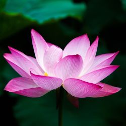 Cabinet libéral ou paramédical - Shiatsu - Nathalie Lehn - E.I.