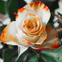 Cabinet libéral ou paramédical - Ostéopathie - COLLET Olivier Ostéopathe